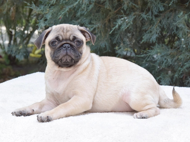 Pug puppy for sale