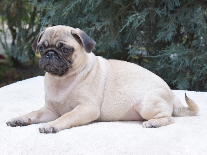 Pug puppy for sale