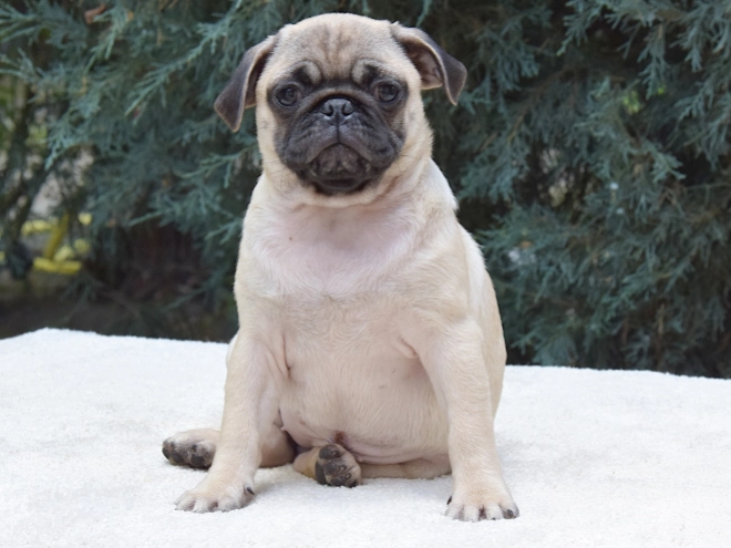 Pug puppy for sale