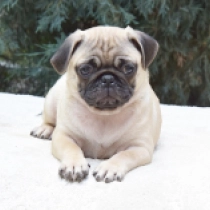 Lovedy, fawn Pug for sale