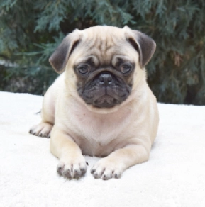 Pug puppy for sale