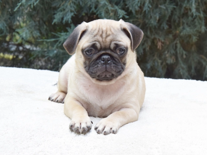 Pug puppy for sale
