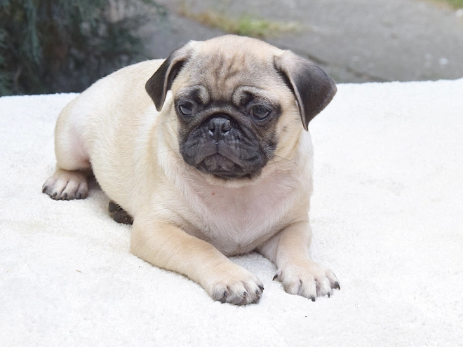 Pug puppy for sale