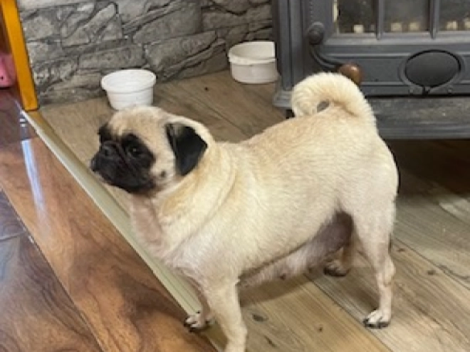 Pug puppy for sale