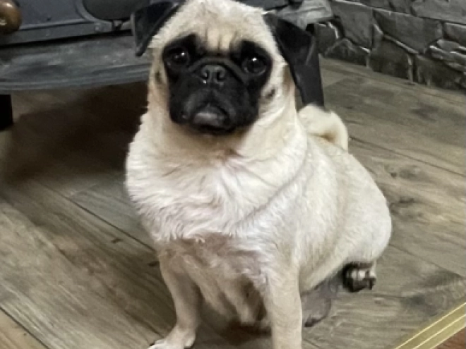 Pug puppy for sale