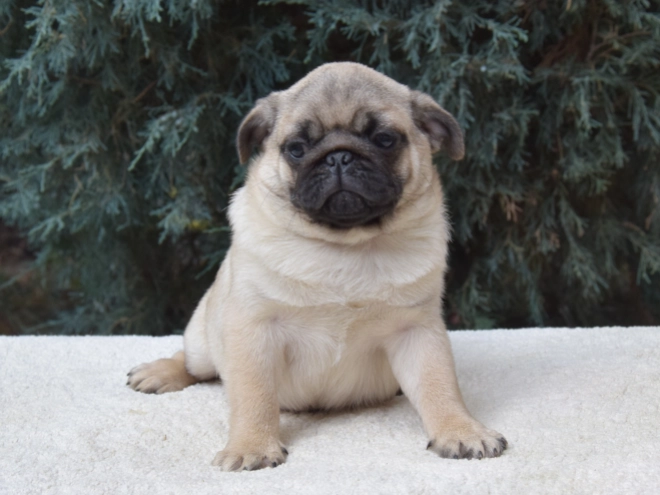 Perros Carlino en venta