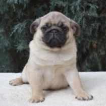 Otis, fawn Carlino en venta