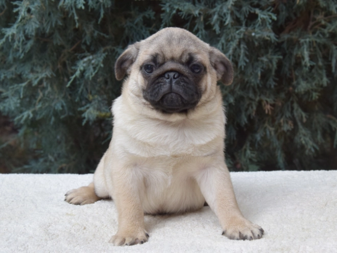 Perros Carlino en venta