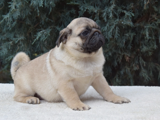 Perros Carlino en venta