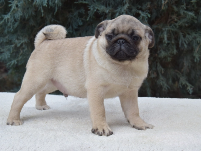 Perros Carlino en venta