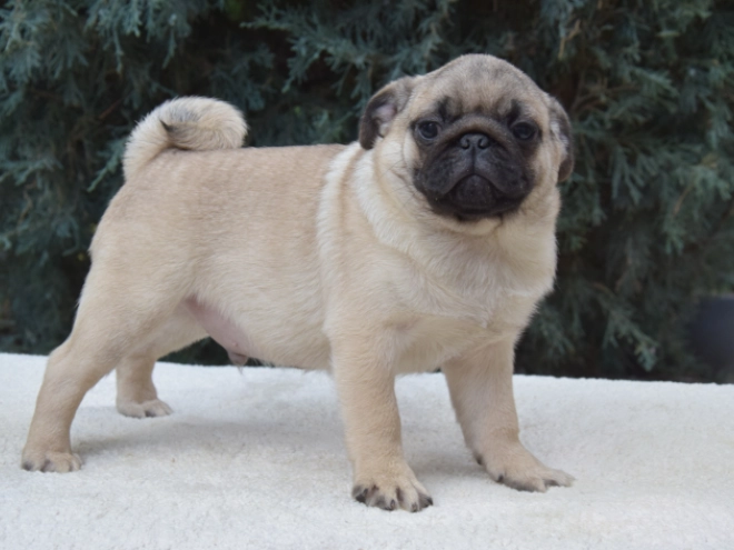 Perros Carlino en venta