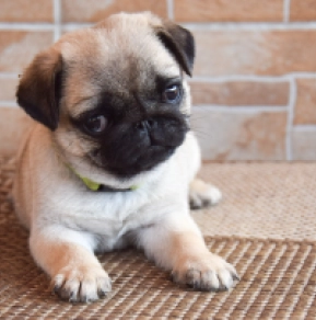 Perros Carlino en venta