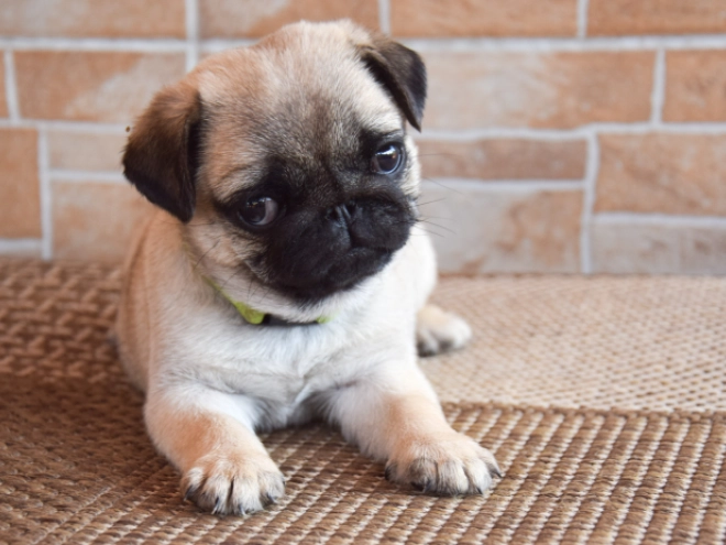 Perros Carlino en venta