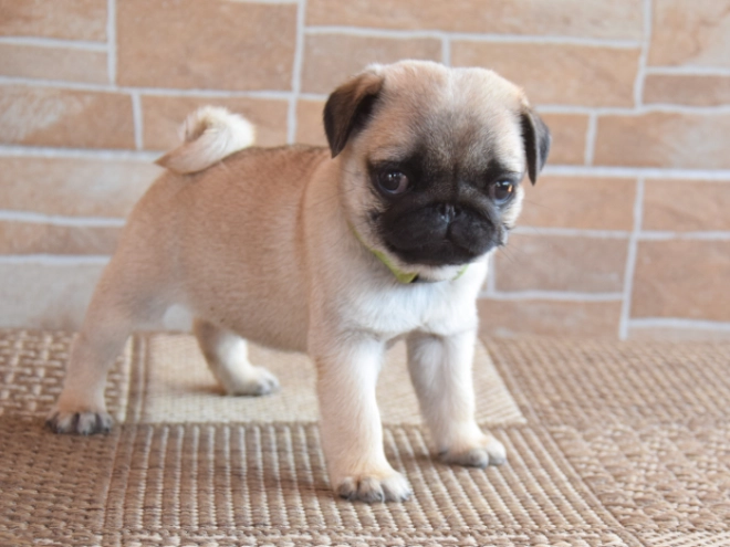 Perros Carlino en venta