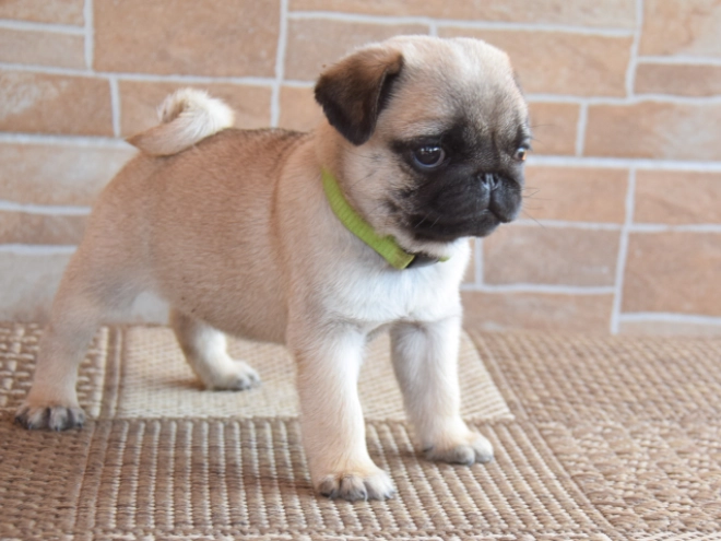 Perros Carlino en venta