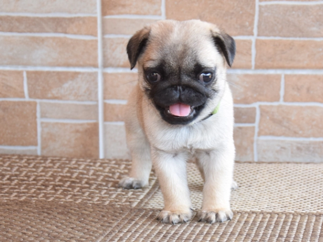 Perros Carlino en venta