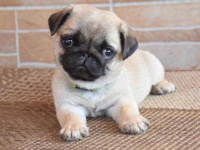 Perros Carlino en venta