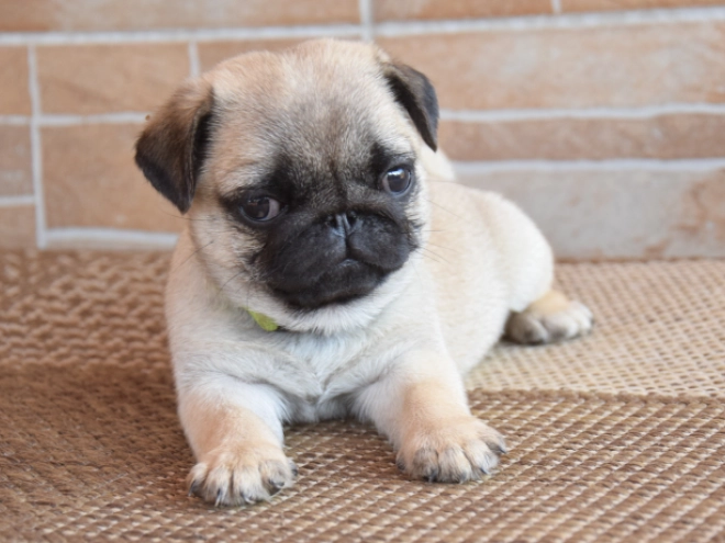 Perros Carlino en venta