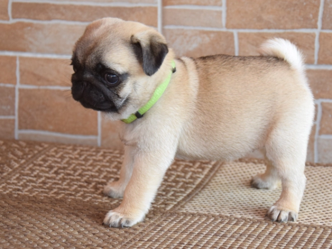 Perros Carlino en venta