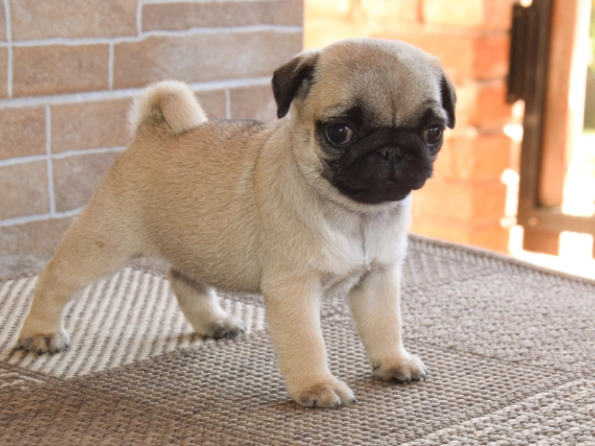 Pug puppy for sale