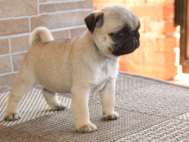 Pug puppy for sale