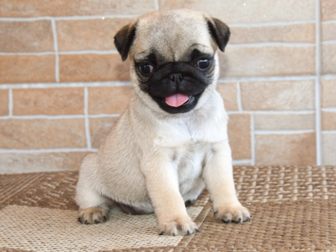 Pug puppy for sale