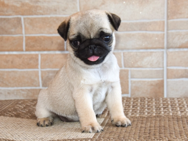 Pug puppy for sale