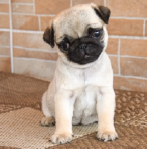 Perros Carlino en venta