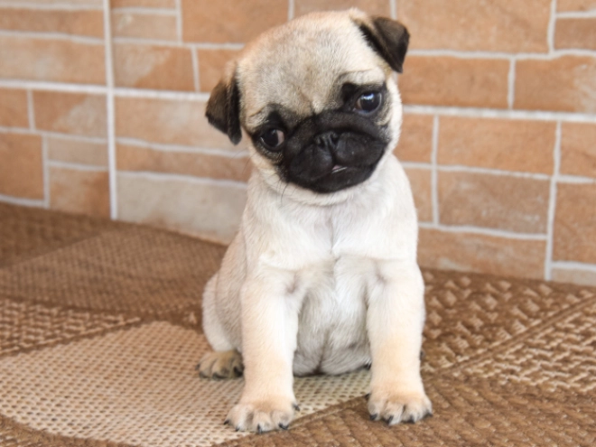 Pug puppy for sale