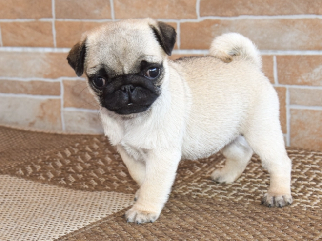 Pug puppy for sale