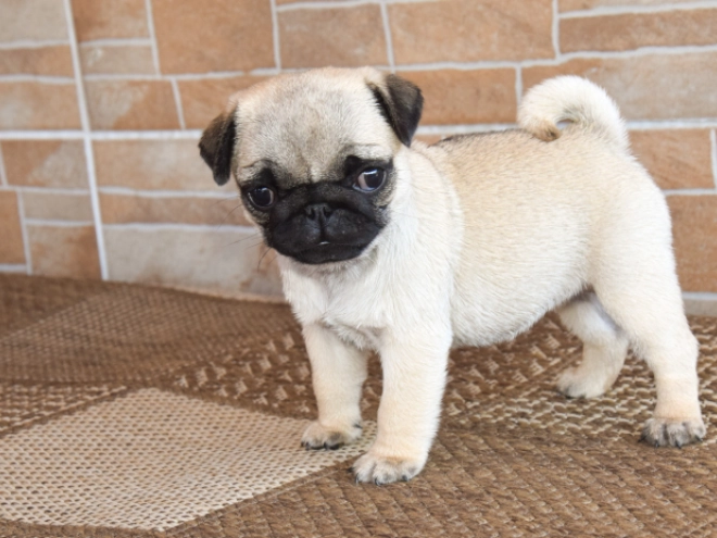 Pug puppy for sale