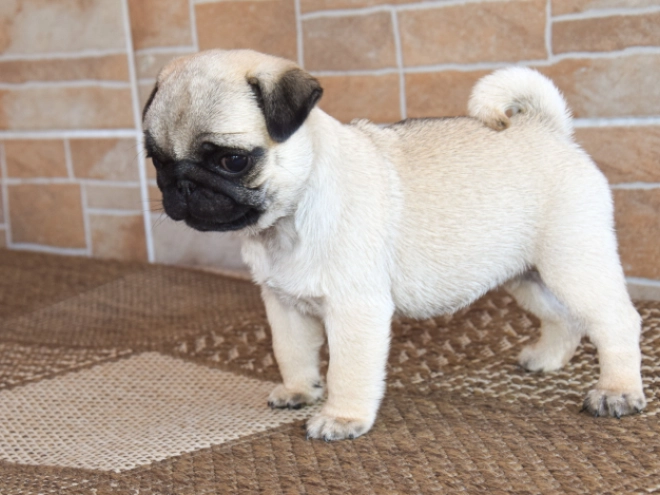 Pug puppy for sale
