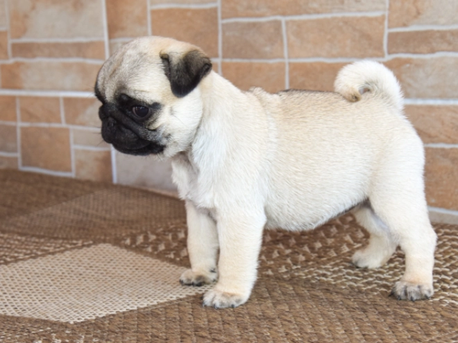 Pug puppy for sale