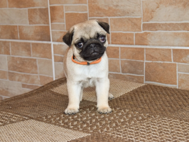 Mops Welpe kaufen