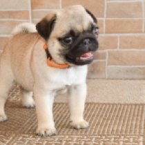 Luna, fawn Pug for sale