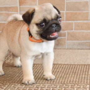 Perros Carlino en venta
