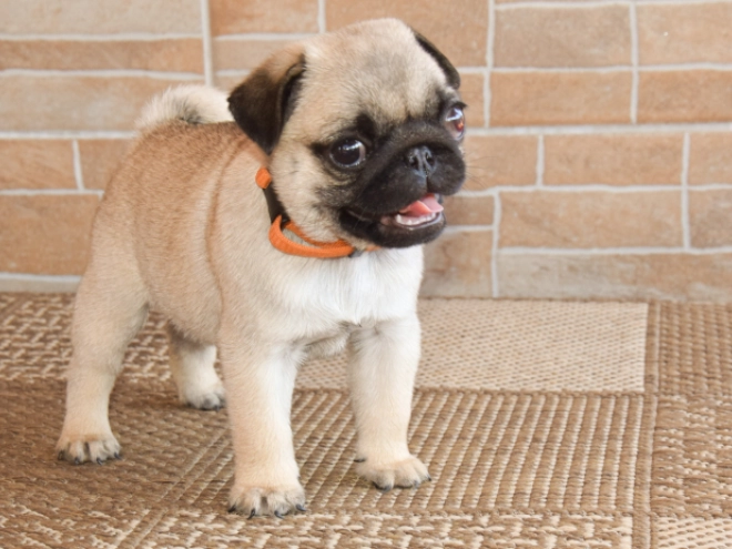 Mops Welpe kaufen