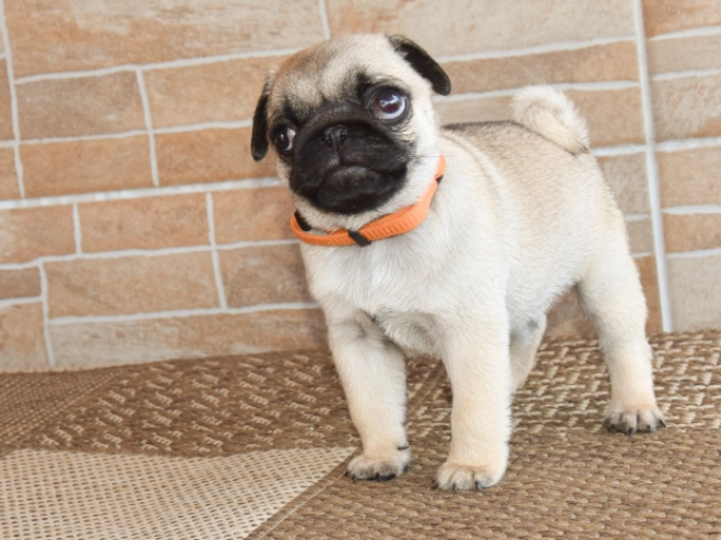 Mops Welpe kaufen