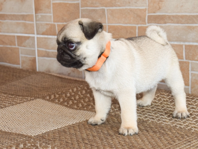 Mops Welpe kaufen