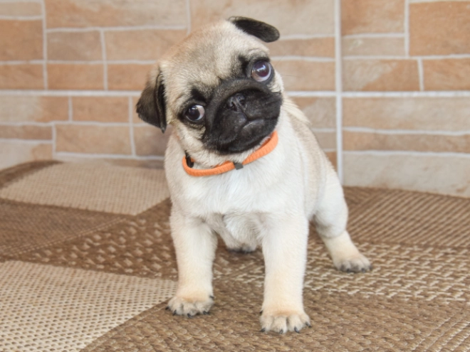 Mops Welpe kaufen