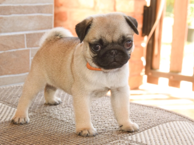 Mops Welpe kaufen