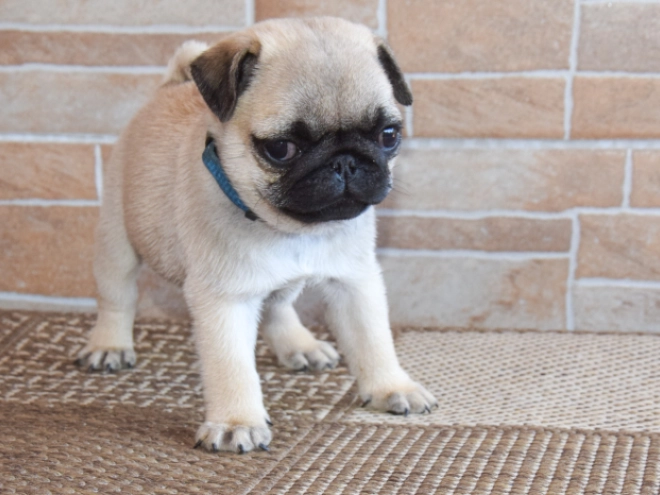 Mops Welpe kaufen