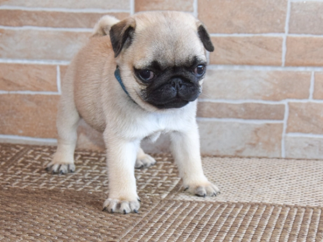 Mops Welpe kaufen