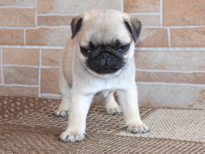 Mops Welpe kaufen