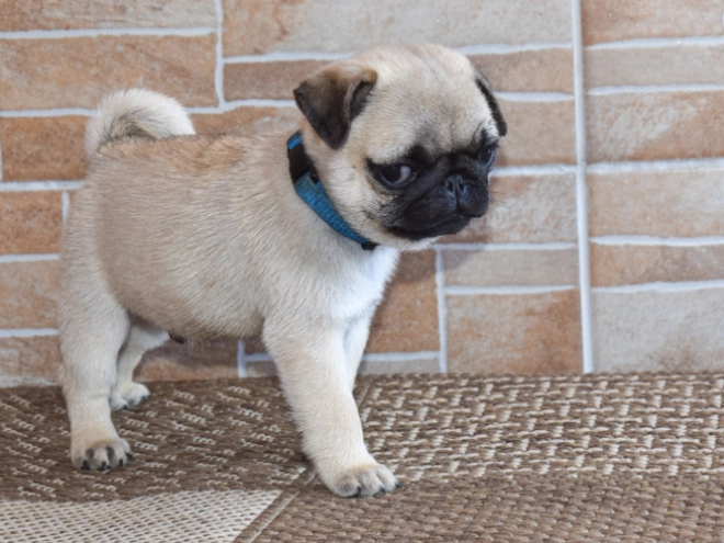 Mops Welpe kaufen