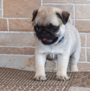 Perros Carlino en venta