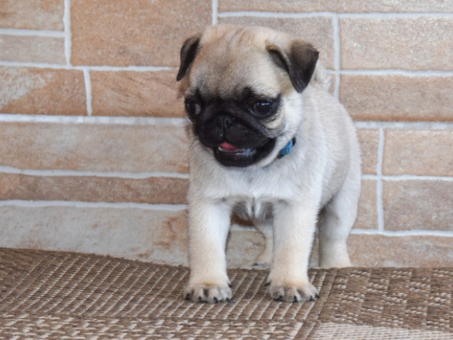 Mops Welpe kaufen