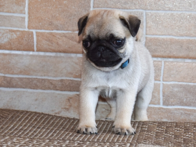 Mops Welpe kaufen