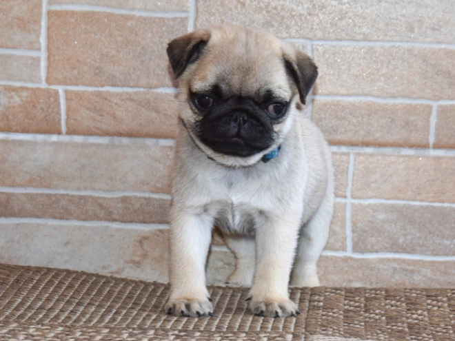Mops Welpe kaufen