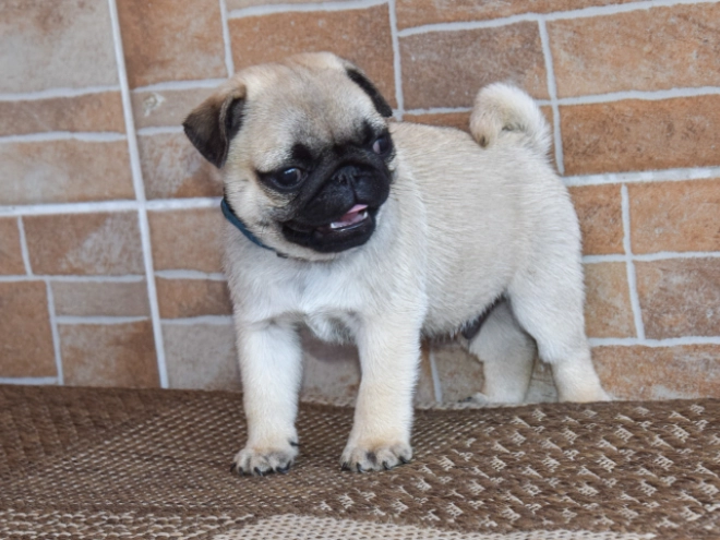 Mops Welpe kaufen
